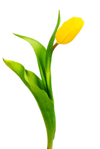 istock Yellow tulip with leave on a white backgroun 654207166