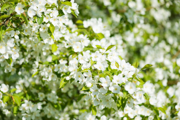 istock A blooming branch of apple tree in spring 654207268