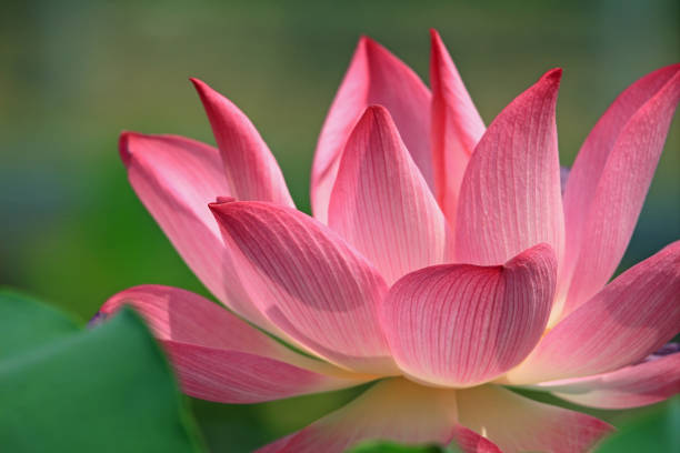 istock Pink lotus flower blossom 654207316