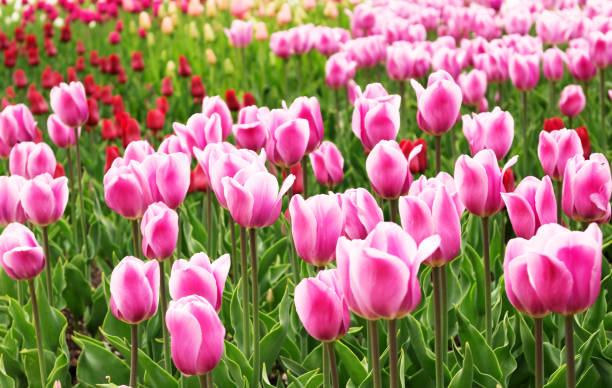 istock beautiful tulips field in spring time 654207430