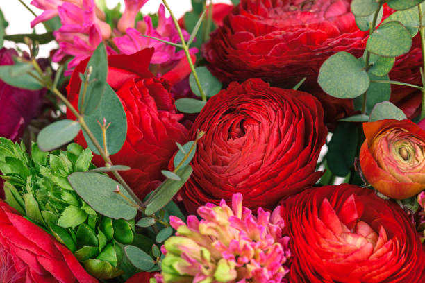 istock Ranunkulyus bouquet of red flowers on a white background 654207452