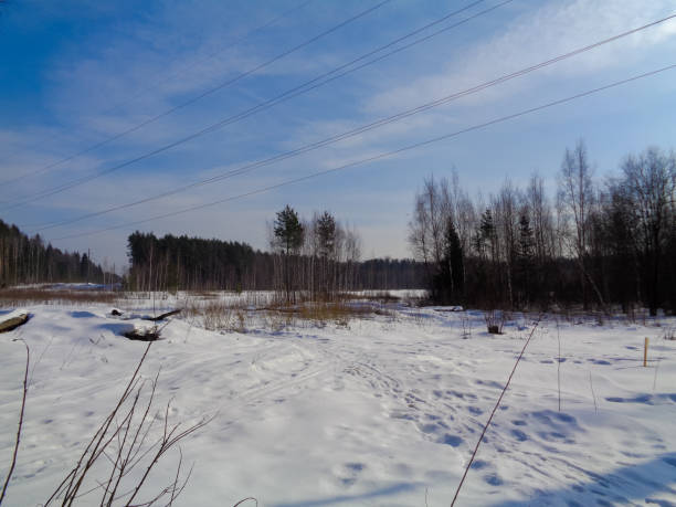 istock Pine, Spruce and Birch mixed forest in winter on a blue sky background 654209654