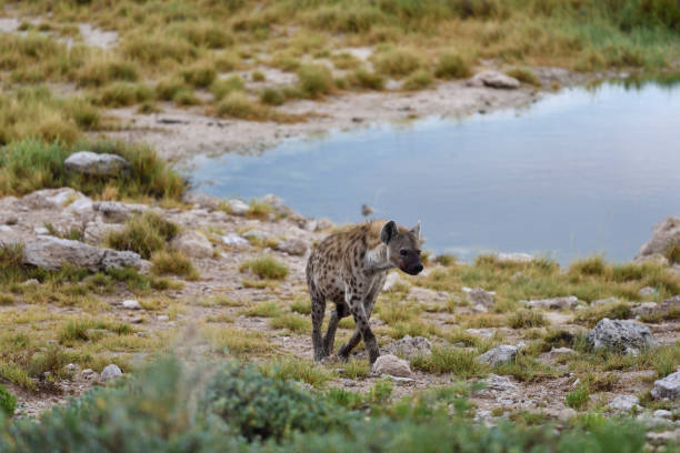 istock Spotted hyena, Africa 654209852