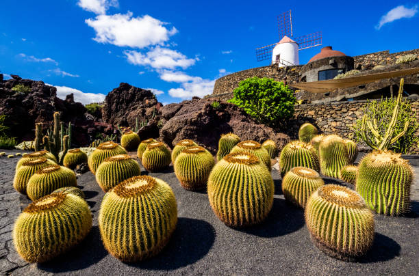 кактус сад вид лансароте - lanzarote стоковые фото и изображения