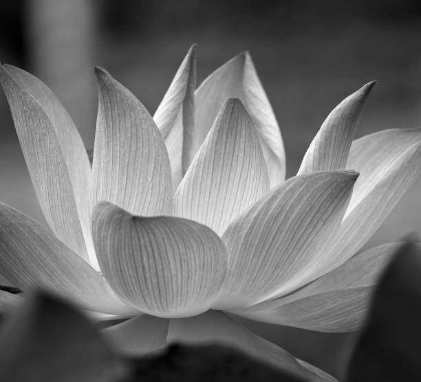 istock Closeup of lotus flower blossom 654210830