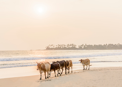 Atmospheric image of cows walking along the sandy seashore with sunset behind on tropical bay on southern beach in Sri Lanka.
