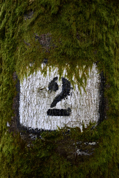 istock The number 2 painted on a tree in sunshine. 654213024