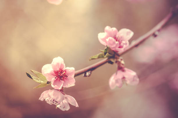 Close up toned photo of blossom cherry sakura tree