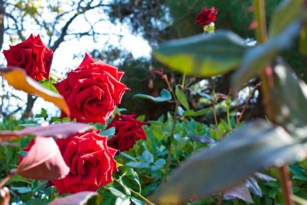istock Roses in a garden. 654217002