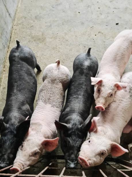 istock Piglets indoors on a pig farm 654220382