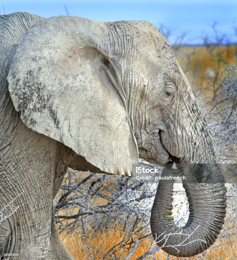 Close Up Of A Large Wild African Elephant With Trunk Curled Into Mouth  Stock Photo - Download Image Now - iStock