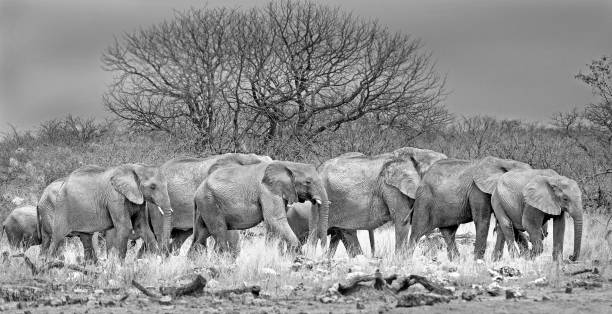 Large herd of elephants in black & white