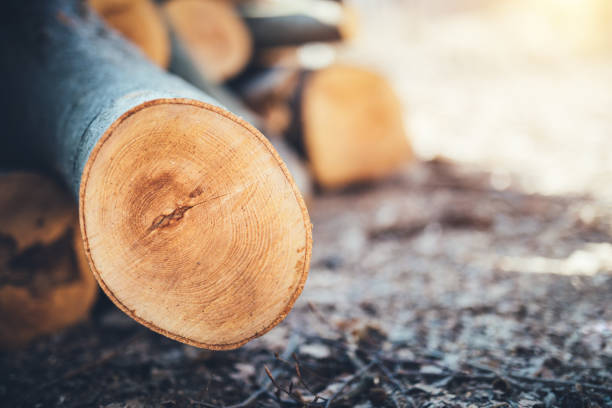 Close-up of timber in forest.