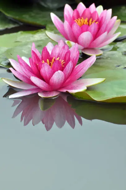 Blossom waterlily flowers
