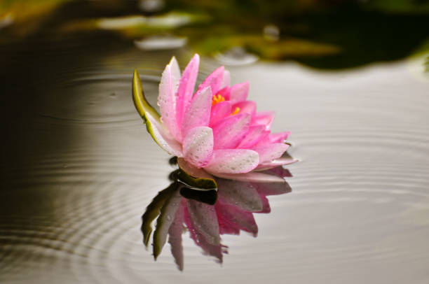 istock Blossom waterlily flowers 654234790