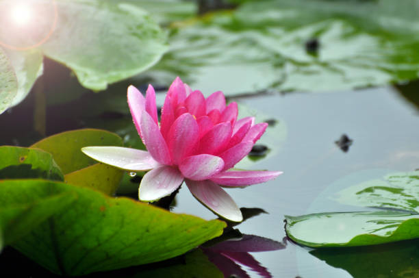 istock Blossom waterlily flowers 654234806