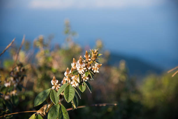 Little white Blackthorn 