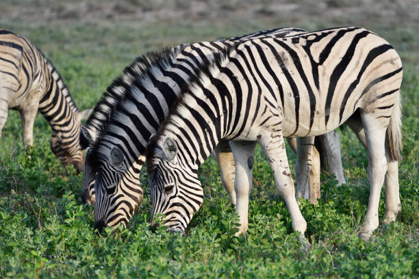 istock Zebras in Etosha, Namibia 654239008