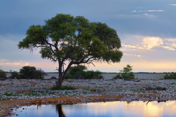 gaborone dam , bush view, with ducks , Nuphar, pond lily, and acacia trees, summer time