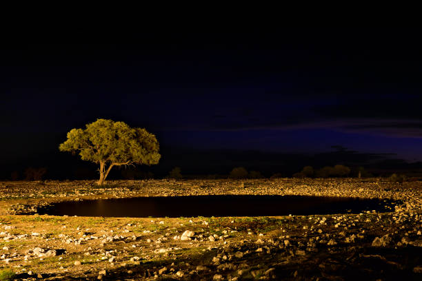 istock Namibia, Africa, savannah at night 654239362