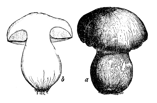 Botany plants antique engraving illustration: Boletus edulis (penny bun, cep, porcino, porcini)