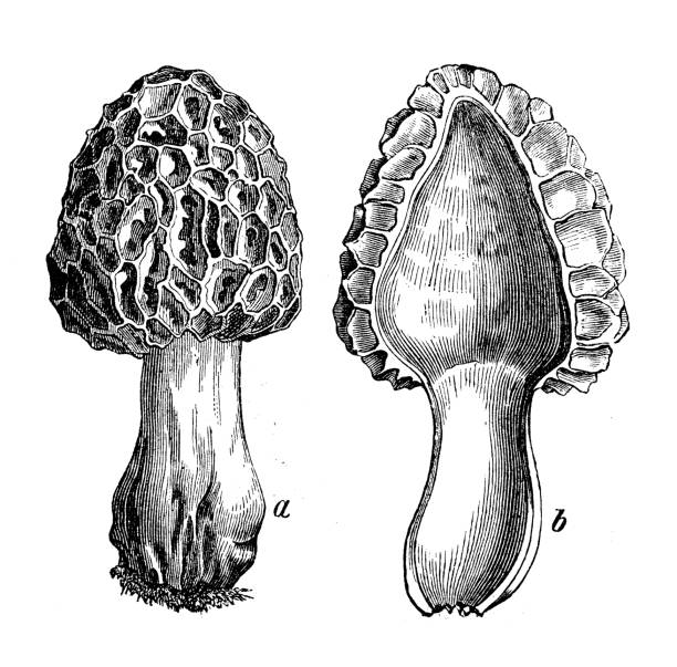 istock Botany plants antique engraving illustration: Morchella esculenta (common morel, morel, yellow morel, true morel, morel mushroom, sponge morel) 654239782