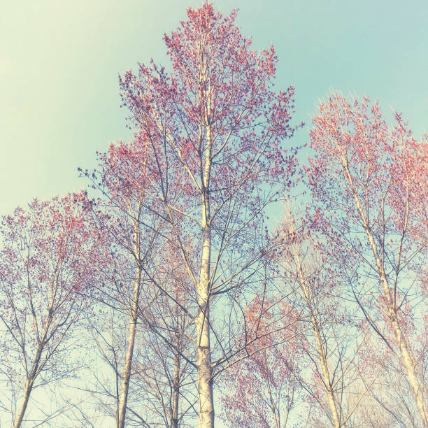 istock Deciduous trees with fresh new leaves in early springtime 654249166