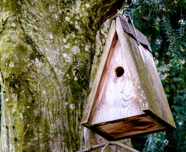 istock wooden birdhouse 654252624