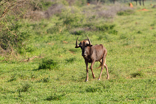 A calf of the black wildebeest male or white-tailed gnu (Connochaetes gnou) in the green forest. Namibia, Africa