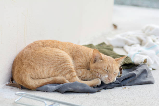 istock The cat slept on the fabric, in the morning. 654258884