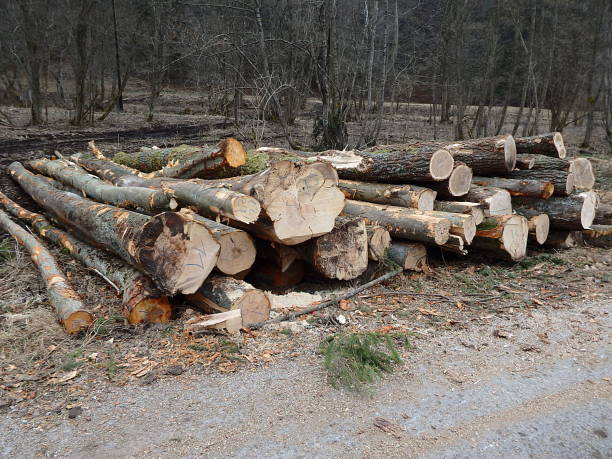 istock Wood preparation, wood warehouse, 654264608