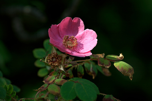 Wilde rose in the garden of Hyde Park Corner in London.