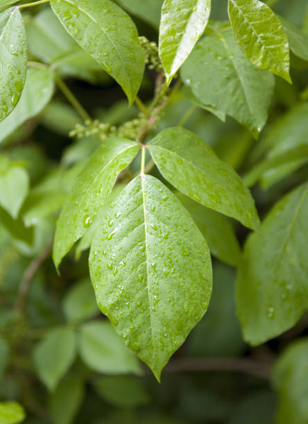 istock Poison ivy; Rhus radicans 654266298