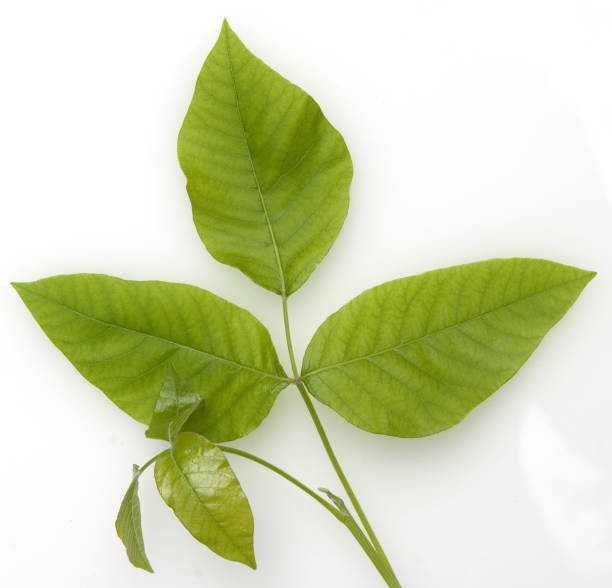istock Poison ivy; Rhus radicans 654266488