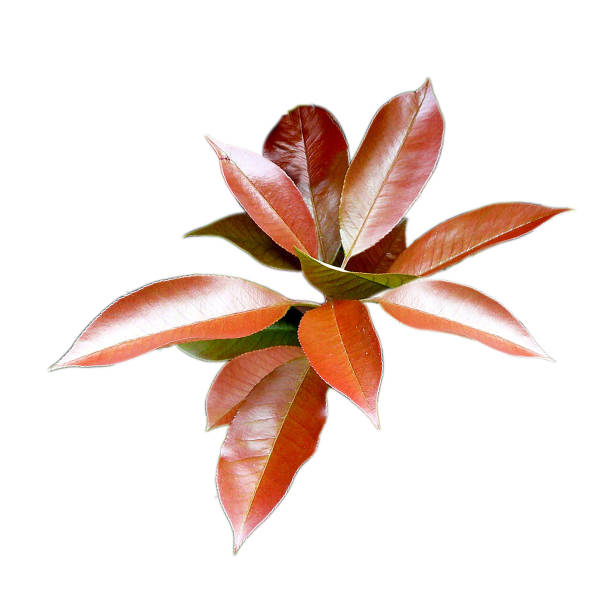 istock Photinia x fraseri 654270026