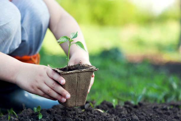 istock Green Sprout and Children Hands 654271180