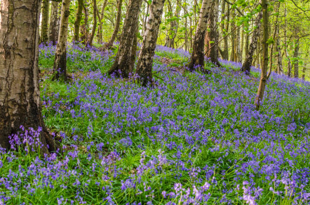istock Bluebells in a nature forest photographed as background with copy space 654275728