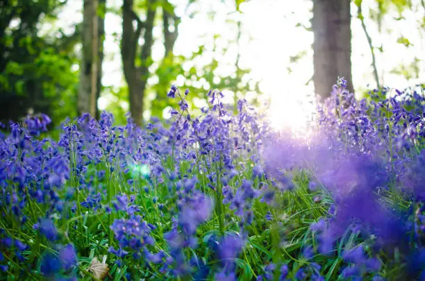 The photo of bluebells in bloom in a bluebell wood was taken outdoors in woodlands in England in the early evening.
