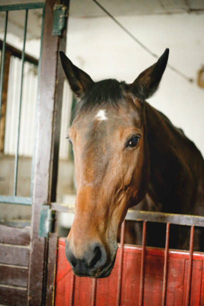 istock Close-up of a beautiful chestnut colored stallion 654279190
