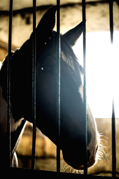 istock Close-up of a beautiful chestnut colored stallion 654279782