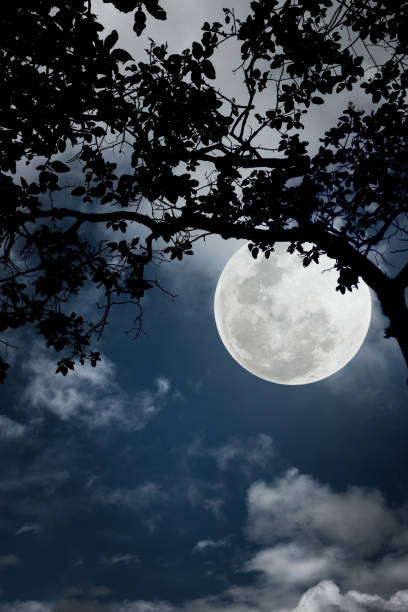 istock Silhouette of branches of trees, night sky with full moon. 654279896