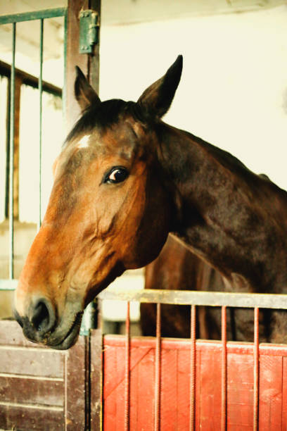istock Close-up of a beautiful chestnut colored stallion 654280288