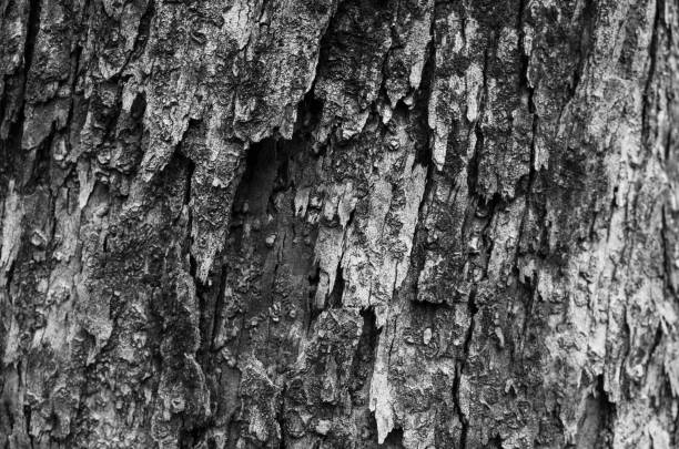 istock Background of the rough bark 654280424