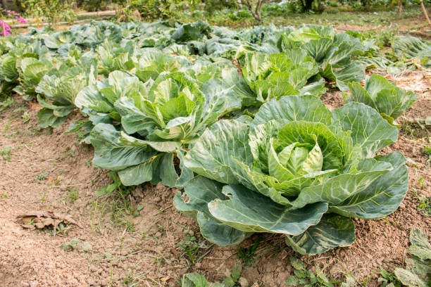 istock Fresh green cabbage, organic vegetables in backyard garden 654307732