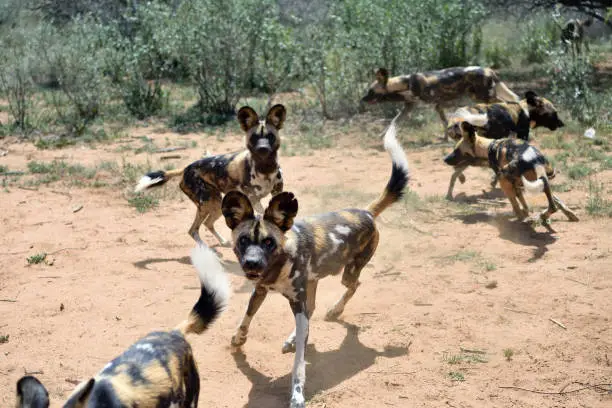 African Wild Dogs in the bushveld, Namibia. Africa