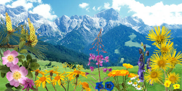 Austria, Europe, Mountain, Tyrol State - Austria, Landscape - Scenery