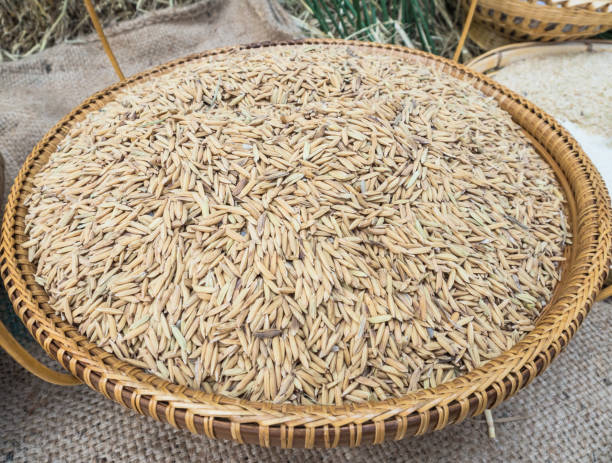 Paddy rice stock photo