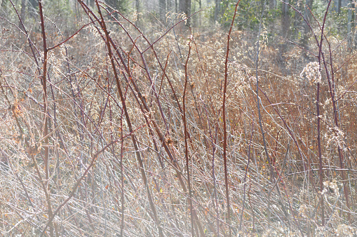 Underbrush in wintertime forest with natural light