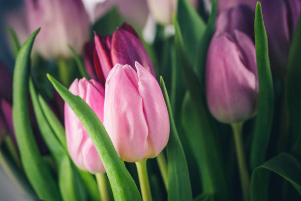 istock A colorful bouquet of tulips 654338414