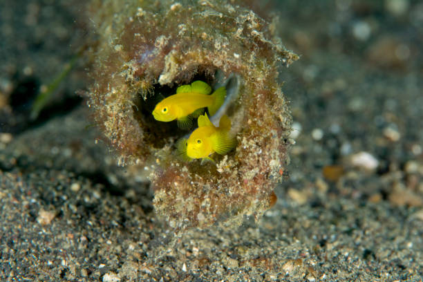 istock yellow coral goby pair with eggs in a bottle - Gobiodon okinawae 654340594